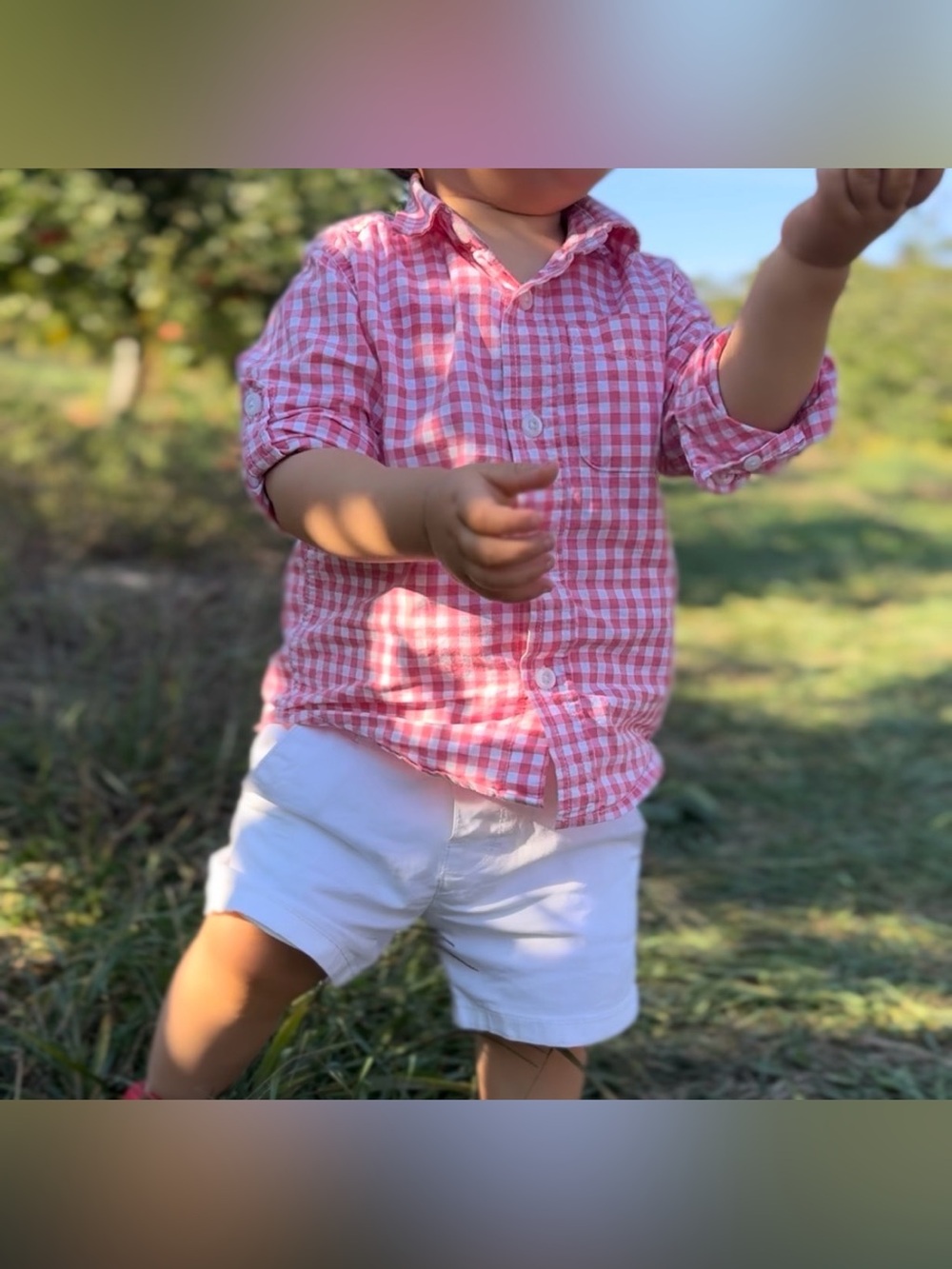 Toddler boy pink White checkered / Gingham button shirt 18-24 months baby boy